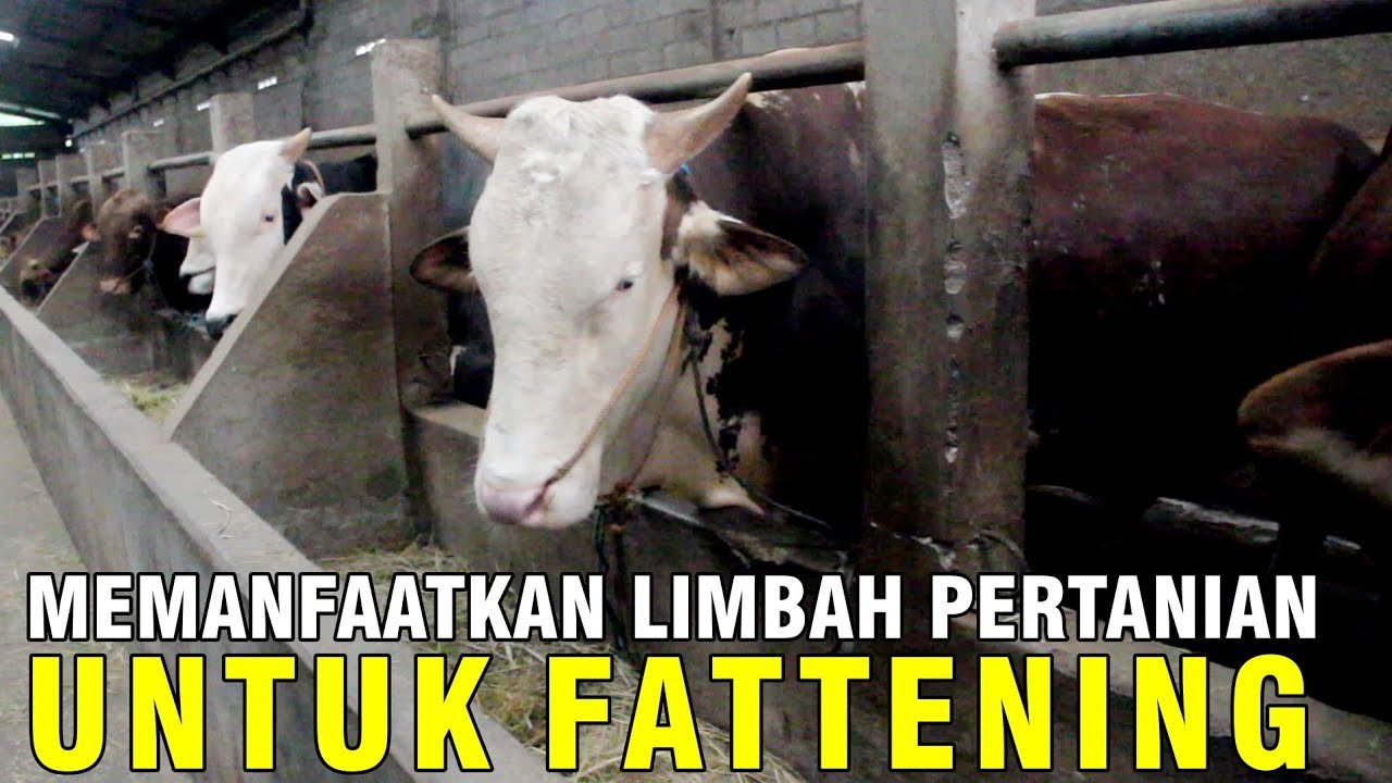 
                                 Kandang-Penggemukkan-Sapi-Mitra-Pelatihan-48-Di-Klaten-Jawa-Tengah